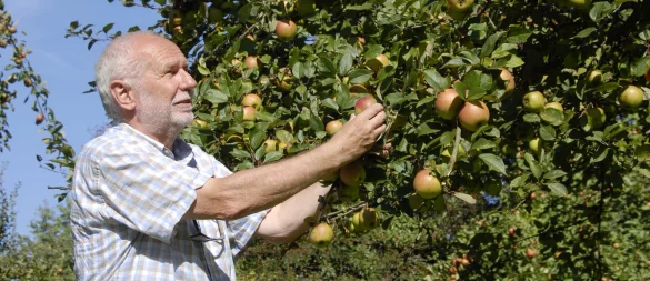 Willi Hennebrüder an einen Apfelbaum auf der Streuobstwiese des BUND in Brake. - © Alexandra Schaller/Archivfoto