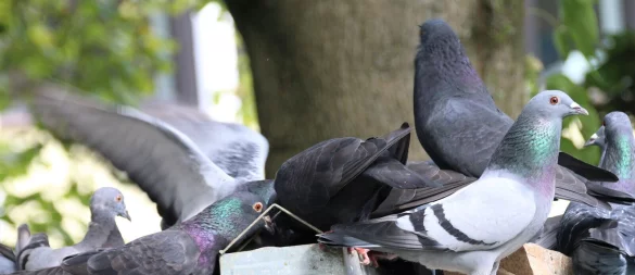 Zwei Tauben in der Paderborner Innenstadt wurden mutmaßlich die Köpfe abgerissen. - © Symbolfoto: Rajkumar Mukherjee