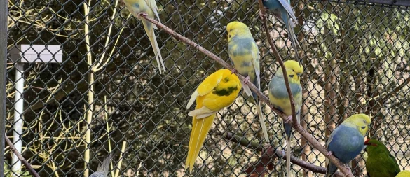 Blick in die Vogelvolieren, in denen Goldfasane, Zebrafinken und Sittiche leben. - © Sven Kienscherf