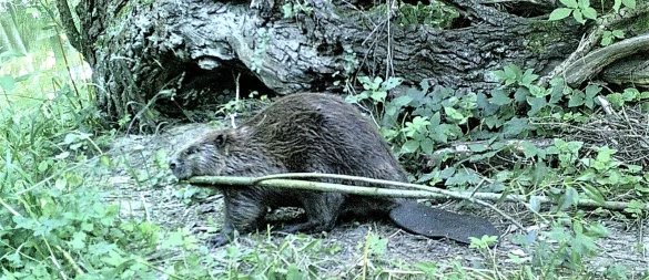 Biber sieht man auch an den Gewässern im Kreis Höxter nur selten: Die Nager sind dämmerungs- und nachtaktiv. Ihre Spuren sind jedoch deutlich. - © Landschaftsstation
