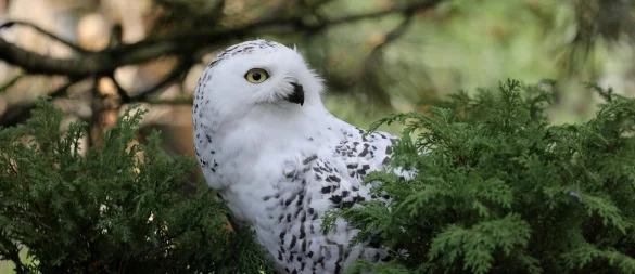 Bei zwei Schneeeulen wurde ein Virus nachgewiesen. - © Symbolbild: Pixabay