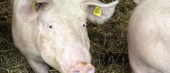 Die Afrikanische Schweinepest (ASP) ist in Olpe und zuletzt auch im Kreis Siegen-Wittgenstein bestätigt worden. Die Schutzmaßnahmen in NRW laufen auf Hochtouren. - © Westfälisch-Lippischer Landwirtschaftsverband