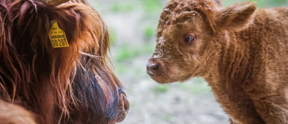 Der Bielefelder Tierpark Olderdissen landete in dem bundesweiten Ranking weit vorne. - © Sarah Jonek