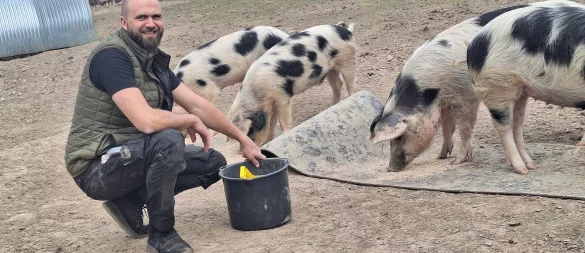 Zweimal am Tag werden die Schweine von Alexander Wellmann (37) gefüttert. - © Peter Heidbrink