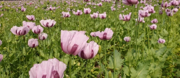 Der Blaumohn von Landwirt Werner Klemme wird wahrscheinlich am Pfingstwochenende seine Blüten öffnen. - © Archivfoto: Birgit Zierke
