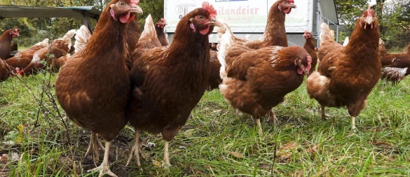 Für Hühner in Freilandhaltung gilt ein besonderes Infektionsrisiko. - © picture alliance / ABBfoto