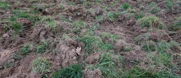 Wildschweine wühlen in diesem Jahr deutlich sichtbar auch außerhalb des Waldes, wie hier Anfang November auf einer Wiese an der Klopstockstraße, in der Nähe zu Wohnhäusern. - © Annika Langhagel