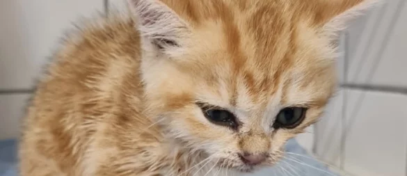 Süß anzuschauen, aber viel zu zahlreich unterwegs – in Lemgo gibt es immer mehr Katzen. - © Stadt Lemgo