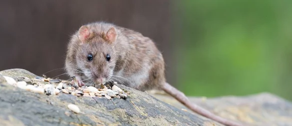 Ratten können Krankheiten übertragen. Wer ein paar Hinweise beachtet, kann sie sich vom Leib halten oder aber Profis beauftragen, die helfen. - © (Symbolbild): Pixabay