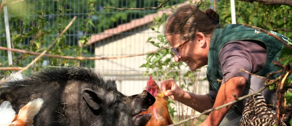 Das traurige Schicksal von Pamela gehört der Vergangenheit an. Seit einigen Tagen lebt das Minischwein auf dem Schutzhof von Astrid Reinke im Kreis Gütersloh. - © Andreas Frücht