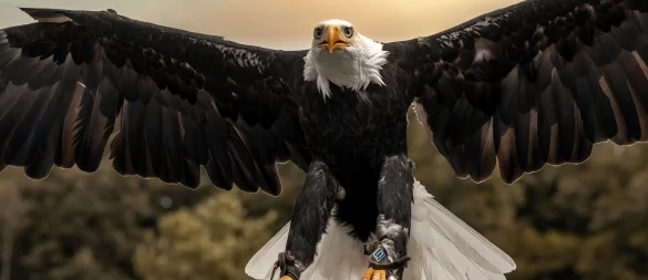 Weißkopfseeadler Donald hat sich einen weiten Ausflug gegönnt. - © Stadt Detmold
