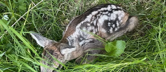 Dieses etwa zwei Tage alte Rehkitz haben Kinder von einer Wiese aufgelesen und mitgenommen. - © Privat