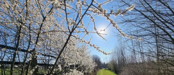 Ein herrlicher Spaziergang entlang der Pferdekoppel in Leopoldshöhe-Schuckenbaum. So schön ist der Frühling in Lippe! - © Kirsten Fuhrmann