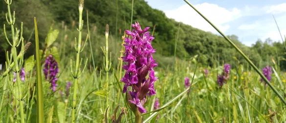 Orchideen bei Lüdenhausen: Das Breitblättrige Knabenkraut steht derzeit in Blüte. Es findet im Quellbereich der Osterkalle die Bedingungen, die es braucht. - © Jens Rademacher