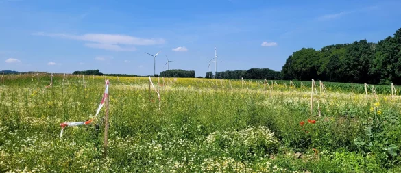 Auf diesem Feld an der Straße Büllinghausen zwischen Lieme und Hörstmar werden die Stadtwerke Münster ein Windrad bauen. Sie wollen die Bürger an dem Projekt beteiligen und versprechen gute Rendite. - © Katrin Kantelberg