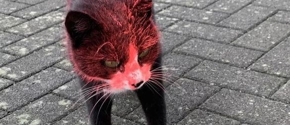 Kater "Simba" wurde zwischen dem 8. und 9. Oktober mit Farbe besprüht. - © Privat