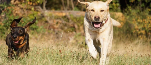 Frei herumtollen und laufen, das ist für die Vierbeiner auf der Hundewiese möglich. - © Bildrechte: Pixabay