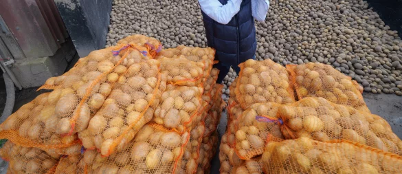 NRW-Tafel-Chef Peter Vorsteher holt die ersten Säcke gespendeter Kartoffeln von einem Dortmunder Bauernhof ab. - © Marcus Prell