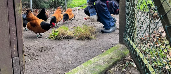 Herbert Quakernack aus Bielefeld ist seit 60 Jahren Rassegeflügelzüchter. - © Mareike Köstermeyer