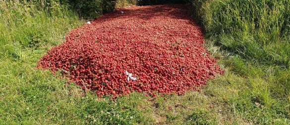 Diesen Erdbeerhaufen hat ein Spaziergänger in Kirchlengern entdeckt und fotografiert. - © Privat