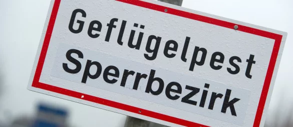 Beim Verler Betrieb sind rund 2.200 Gänse und Enten betroffen, beim Betrieb in Rietberg sind es etwa 5.000 Enten, Gänse und Hühner. - © dpa