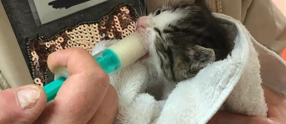 Die Katzenbabys müssen zum Teil noch mit einer Spritze gefüttert werden. - © Tierheim Bünde