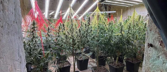 Eine der gefundenen Cannabisplantagen. - © Polizei Lippe