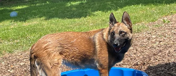 "Sasha" ist intelligent, freundlich und aktiv. Doch körperliche Einschränkungen machen es schwer, für die Malinois-Hündin ein Zuhause zu finden. - © Tierheim Bad Salzuflen