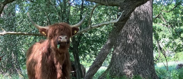 Ein Hochlandrind lässt es sich im Glimketal schmecken. - © Kreis Lippe