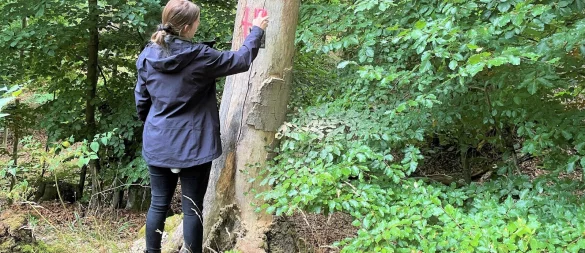 Svenja Blome (Sachbearbeiterin im Bereich Forst für die Stadtverwaltung) markiert einen Baum. - © Stadt Lügde