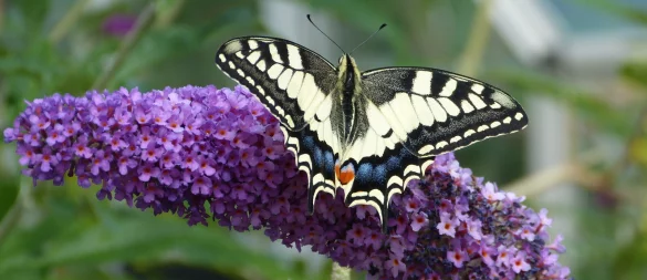 Der Schwalbenschwanz zählt zu den schönsten europäischen Tagfaltern. Er lebt auf blütenreichen Wiesen und Trockenrasen ebenso wie in Gärten mit Möhrenbeeten, Fenchel oder Fliederbüschen. Laut Nabu ist der Schwalbenschwanz überwiegend auf blütenreichen Wiesen und auf Trockenrasen sowie in Gärten anzutreffen. - © Nabu Leopoldshöhe/Ewald Thies