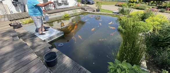 Friedrich Wilhelm Mügge füttert seine Kois im Gartenteich. - © Sven Kienscherf