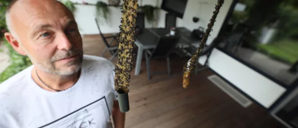 Frank Thamm steht staunend vor den gut gefüllten Fliegenfängern, die er erst vor drei Tagen frisch unter die Decke seines Terrassendachs gehängt hat. - © Jörg Stuke