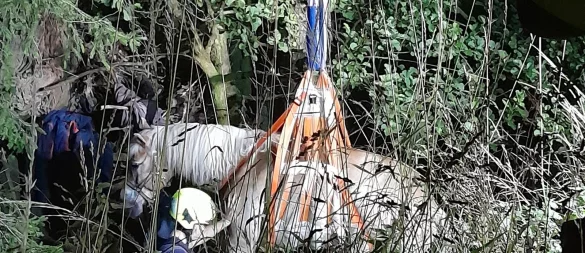 Feuerwehrkräfte heben das Pferd mittels Spezialgerät aus dem Bachlauf in Lage-Oetternbach. - © Feuerwehr Lage