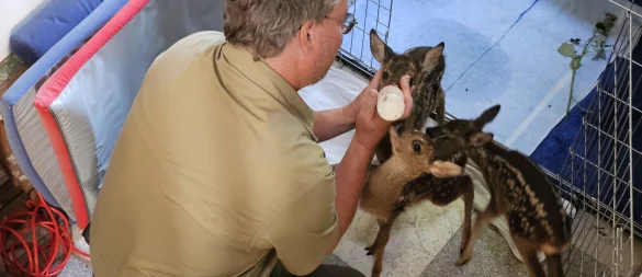 Die Fotos dürfen nur auf Entfernung gemacht werden, denn die Kitze sollen möglichst wenig Menschenkontakt haben. Außer natürlich zu Naturfilmer Robin Jähne, der die verwaisten Tierkinder mit der Flasche großziehen musste, damit sie überleben. - © Astrid Sewing