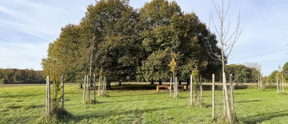 Die Pflanzungen im "Wald der besonderen Anlässe" sollen die Form einer Allee annehmen. - © Stadt Lage