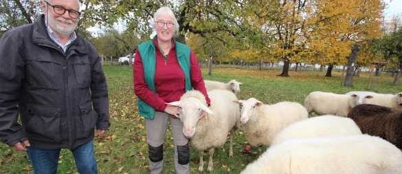 Schafzüchterin Karla Ebert und Willi Hennebrüder vom BUND Lemgo mit Ostfriesischen Milchschafen auf der Streuobstwiese am Lindenhaus. - © Jens Rademacher