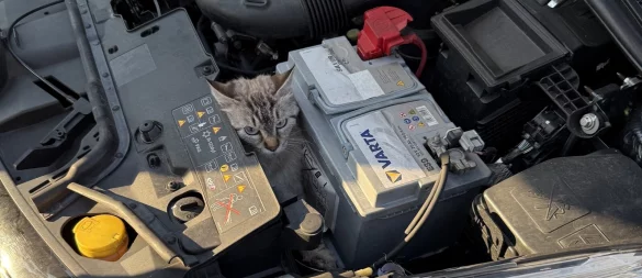 Erst im März wurde eine Katze aus dem Motorraum eines Autos in Bad Salzuflen befreit. - © Archivfoto: Feuerwehr Bad Salzuflen (Symbolbild)