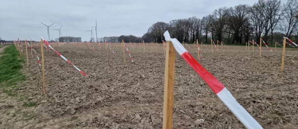 Rund 3500 Holzpflöcke mit Flatterband stehen auf einem Feld zwischen Hörstmar und Lieme. - © Nadine Uphoff