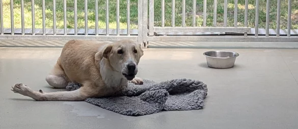 Dieser Hund wurde vermutlich angefahren. Es ist noch offen, wie es mit ihm weiter geht. - © Janina Schrader