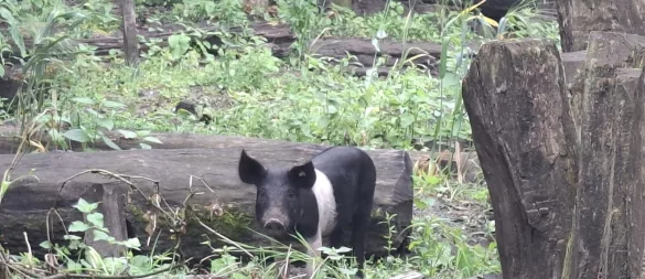 Die beiden Berkshire-Schweine aus dem Archäologischen Freilichtmusem Oerlinghausen sind nun im Sauerland untergebracht. - © Karl Banghard