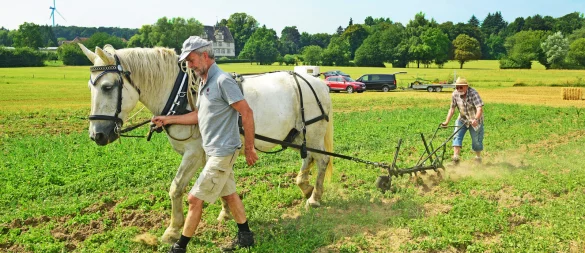 Heinz Meyer (rechts) pflügt mit "Anton" das Maisfeld, Henning Brachvogel hält das Pferd in der Spur - © Nicole Ellerbrake