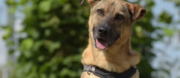 Hund "Ares" sucht ein neues Zuhause. - © Sven Kienscherf