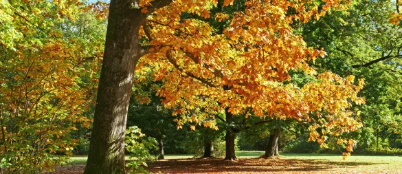 Wie aus dem Bilderbuch: Der Herbst zeigt sich in Lippe derzeit von seiner besten Seite. - © Martin Düsterberg