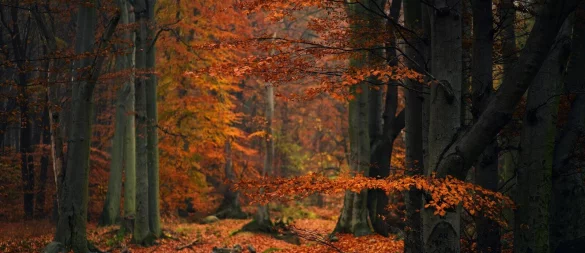 Würden Teile des Horn-Bad Meinberger Stadtwalds zur Klimawildnis, dürften sie nicht mehr bewirtschaftet werden. Freizeit-Waldnutzung wäre weiterhin erlaubt. - © Symbolbild: Pixabay/tyna_janoch