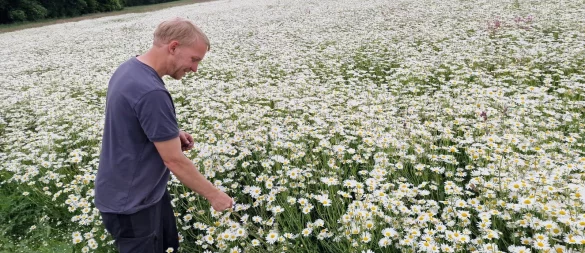 Ladnwirt Werner Klemme aus Kalletal baut unter anderem Margeriten an. Er verkauft die Samen für Wildblumensaatmischungen. - © Nadine Uphoff