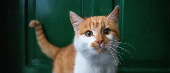 Samtpfoten werden sie liebevoll genannt - in vielen Ländern belegen Katzen Platz eins bei den beliebtesten Haustieren. - © Symbolbild: Pixabay