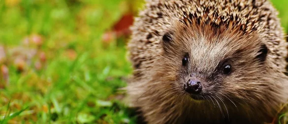 Igel sind auf Futtersuche und richten sich für den Winter ein. Nicht alle überleben. - © Pixabay