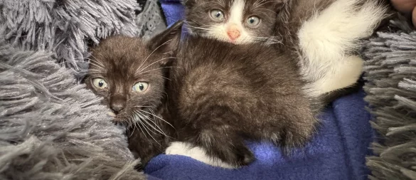 Diese kleinen Katzen sind im Tierheim an der Ziegelstraße abgegeben worden und suchen ein neues Zuhause. Sie wurden in einem Karton an einem Glascontainer in Leopoldshöhe entdeckt. - © Sven Kienscherf