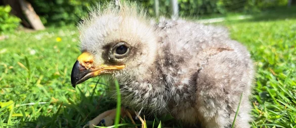 Das Foto zeigt den 16 Tage alten Schwarzen Milan als Jungvogel. - © Umweltbetrieb/Stadt Bielefeld